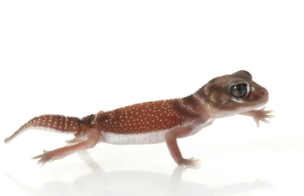 Gecko con pomo liso — Foto de Stock