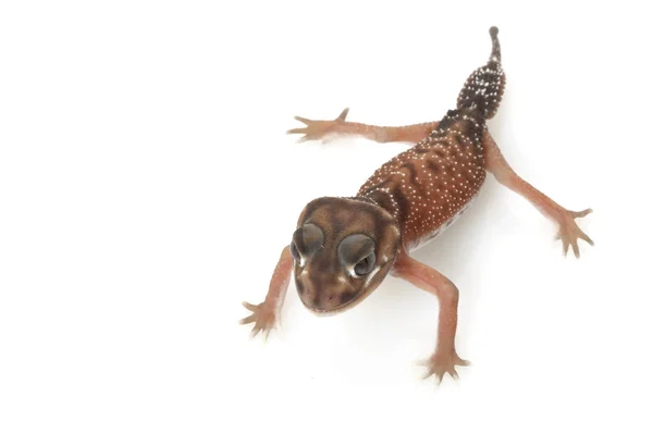 Gecko de cauda lisa — Fotografia de Stock