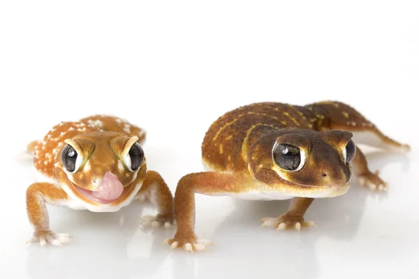 Smooth Knob-tailed Gecko — Stock Photo, Image