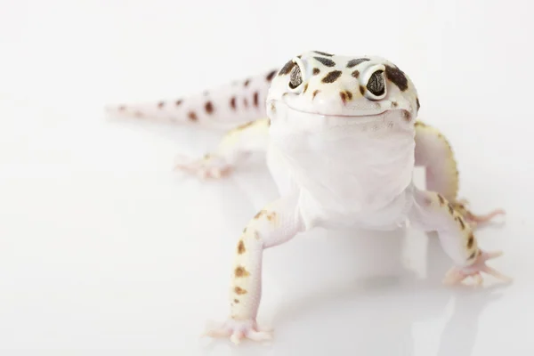 Leopard Gecko — Stock Photo, Image