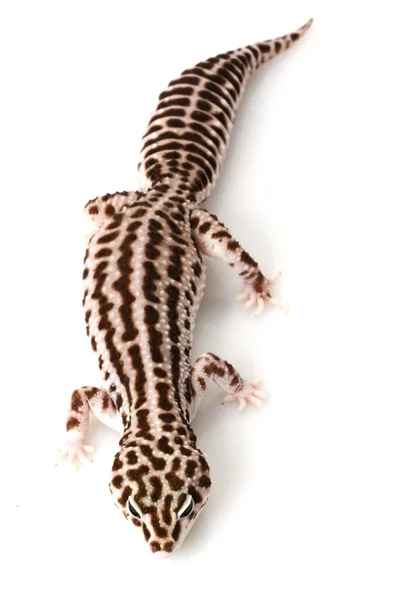 Geco de leopardo — Foto de Stock