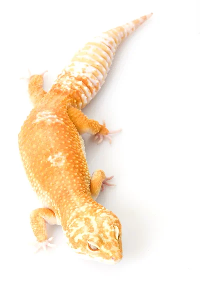 Leopard gecko — Stockfoto