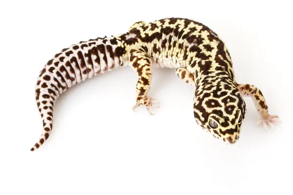 Geco de leopardo —  Fotos de Stock