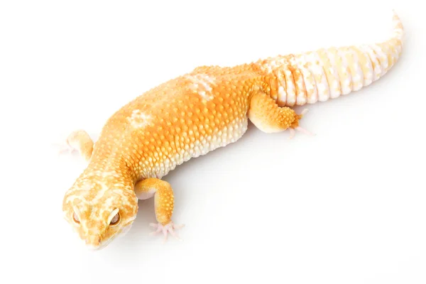 Leopard Gecko — Stock Photo, Image