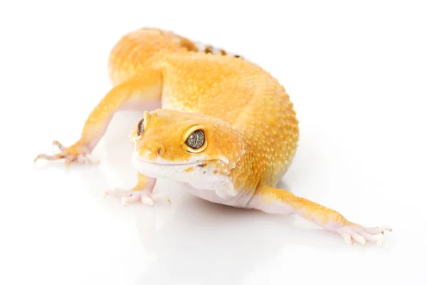 Gecko léopard — Photo