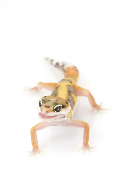 Gecko léopard — Photo