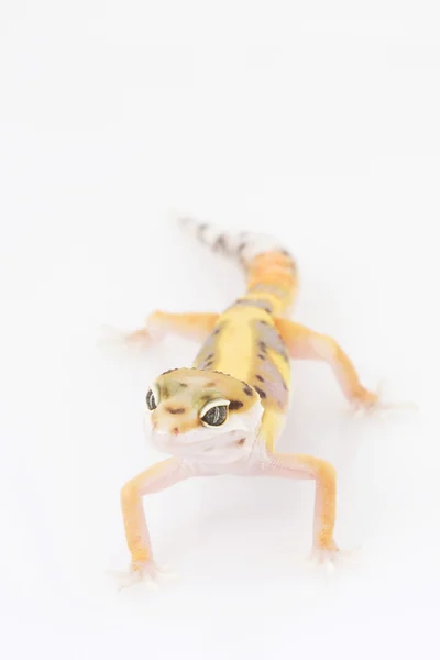 Leopard Gecko — Stock Photo, Image