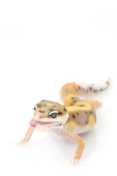 Leopard Gecko — Stock Photo, Image