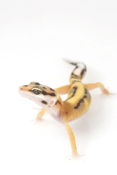 Leopard Gecko — Stock Photo, Image