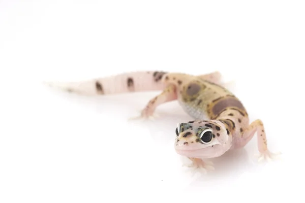 Leopard gecko — Stockfoto