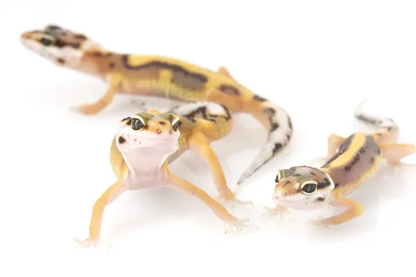 Gecko de leopardo — Fotografia de Stock