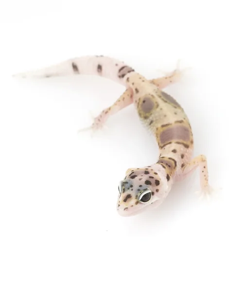 Gecko de leopardo — Fotografia de Stock