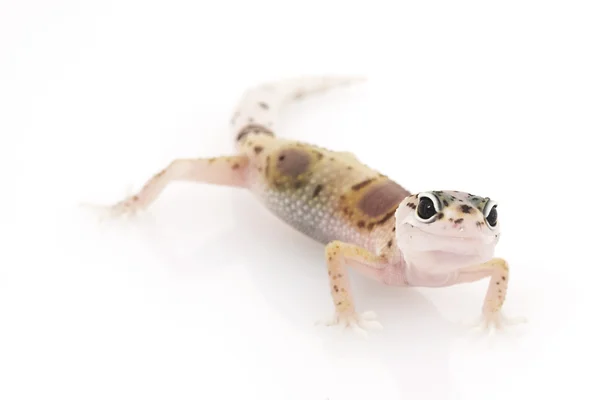 Leopar kertenkelesi — Stok fotoğraf