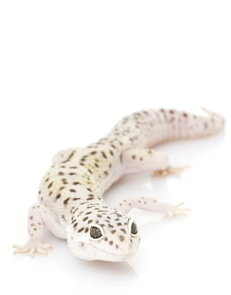 Leopard Gecko — Stock Photo, Image