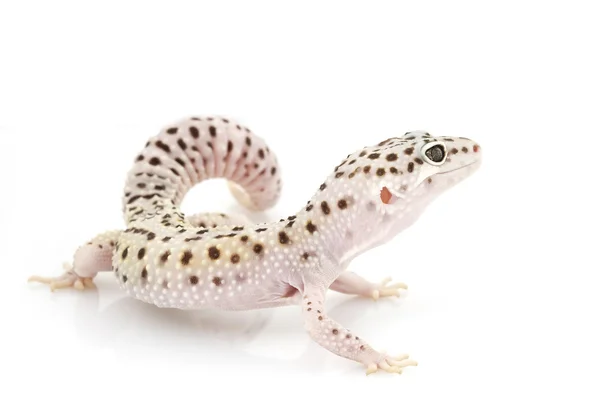 Gecko de leopardo — Fotografia de Stock