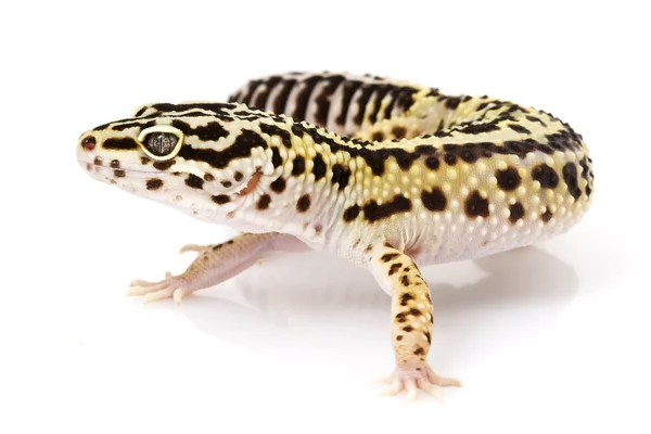 Gecko de leopardo — Fotografia de Stock