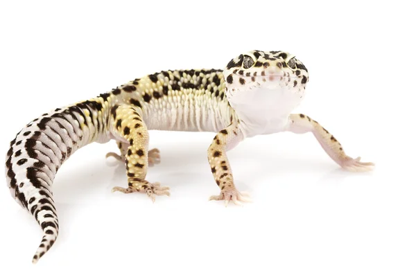 Leopard gecko — Stockfoto