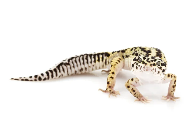 Leopard gecko — Stockfoto