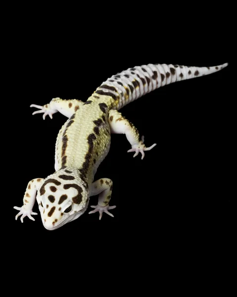 Leopard gecko — Φωτογραφία Αρχείου
