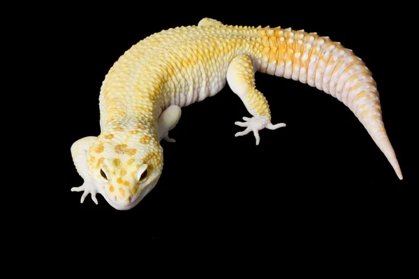 Gecko léopard — Photo