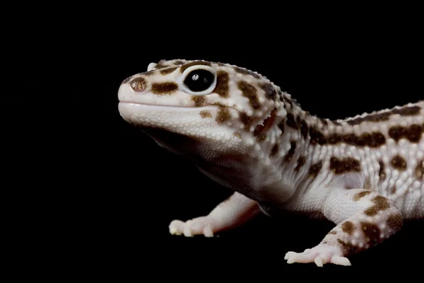 Gecko léopard — Photo