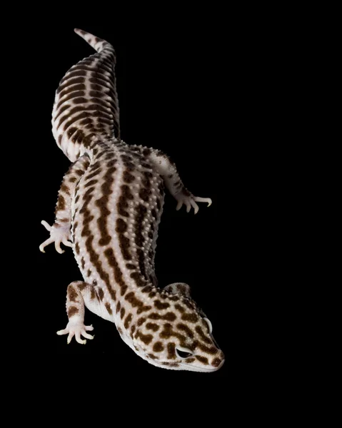 Leopardengecko — Stockfoto