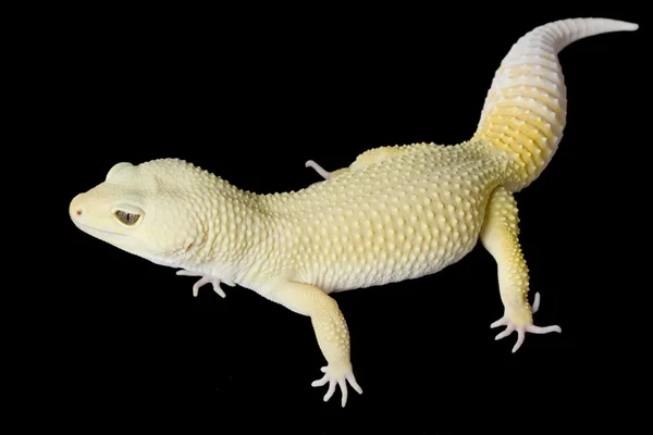 Leopard gecko — Stockfoto