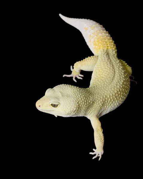 Leopard Gecko — Stock Photo, Image