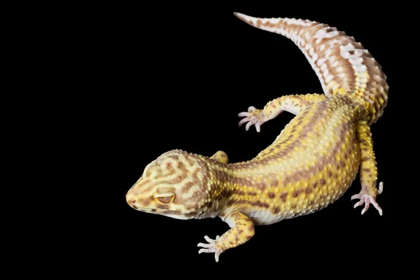 Gecko de leopardo — Fotografia de Stock