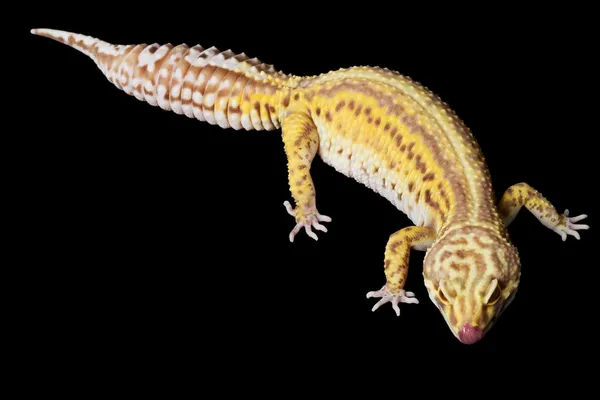 Leopard gecko — Stockfoto