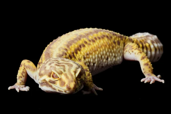 Gecko de leopardo — Fotografia de Stock