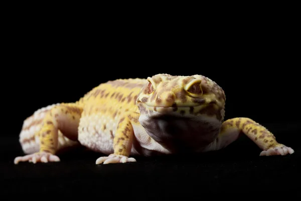 Leopard gecko — Stockfoto