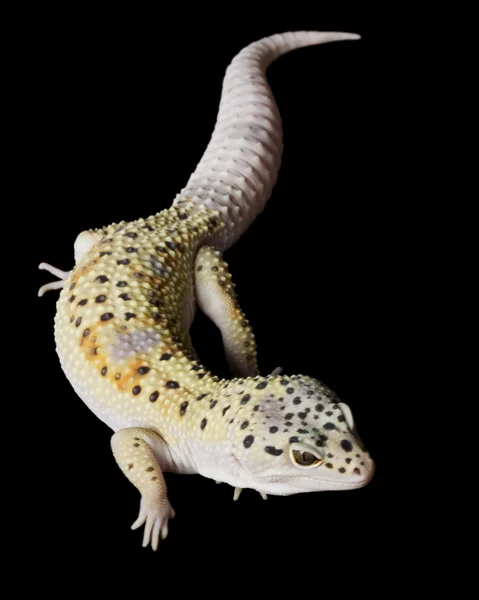 Leopard Gecko — Stock Photo, Image