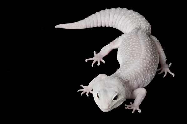 Gecko léopard — Photo