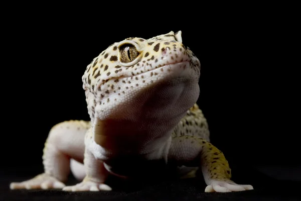 Leopard gecko — Stockfoto