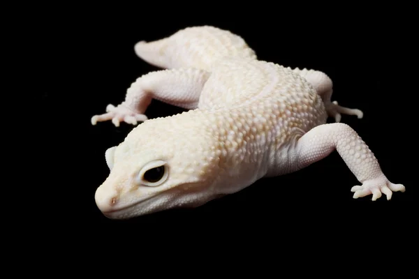 Leopard gecko — Stockfoto