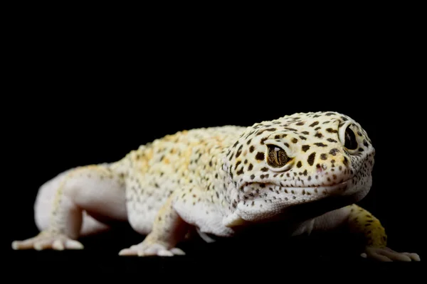 Leopard gecko — Stockfoto