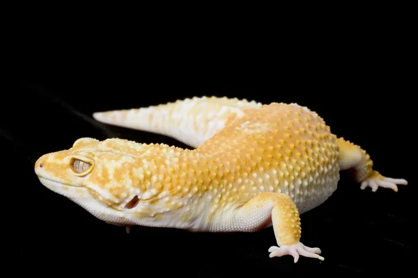 Leopard gecko — Φωτογραφία Αρχείου