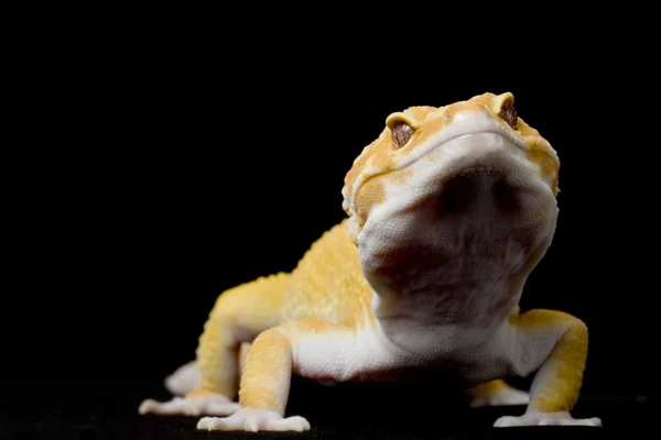 Leopard Gecko — Stock Photo, Image