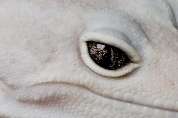 Leopard Gecko — Stock Photo, Image