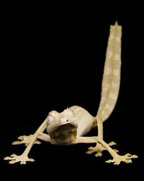 Bekleed blad staart gecko — Stockfoto