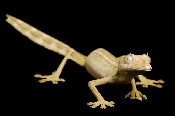 Выстроились листовой хвост геккона — стоковое фото