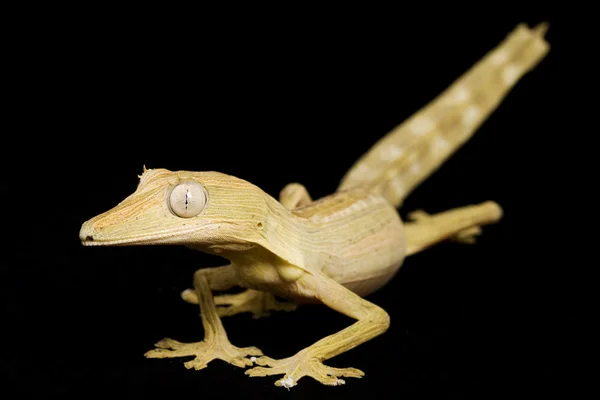 Coda di Foglia Foderata Geco — Foto Stock