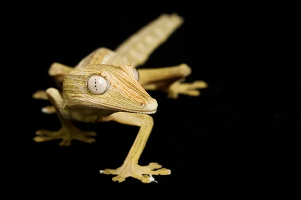 Queue de feuille doublée Gecko — Photo