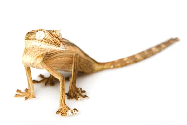 Řádkovaný list ocas gecko — Stock fotografie