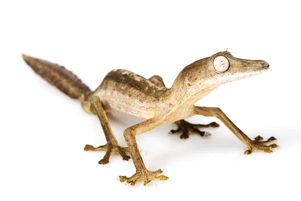 Gecko à queue de feuille doublée — Photo