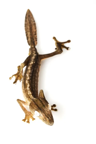 Lined Leaf-tail Gecko — Stock Photo, Image