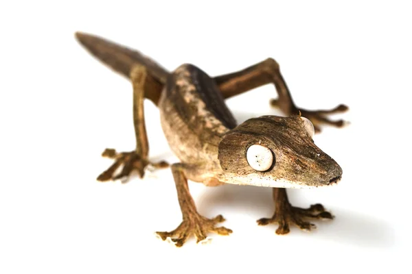 Liniowane liść ogon gecko — Zdjęcie stockowe