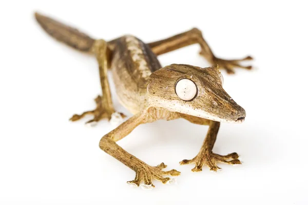 Cola de hoja forrada Gecko — Foto de Stock