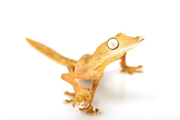 Gecko de cauda de folha forrada — Fotografia de Stock